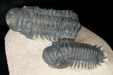 Very D & Crotalocephalina Trilobite Pair #17956-1